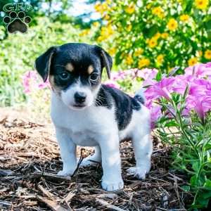 Jewel, Jack-A-Ranian Puppy